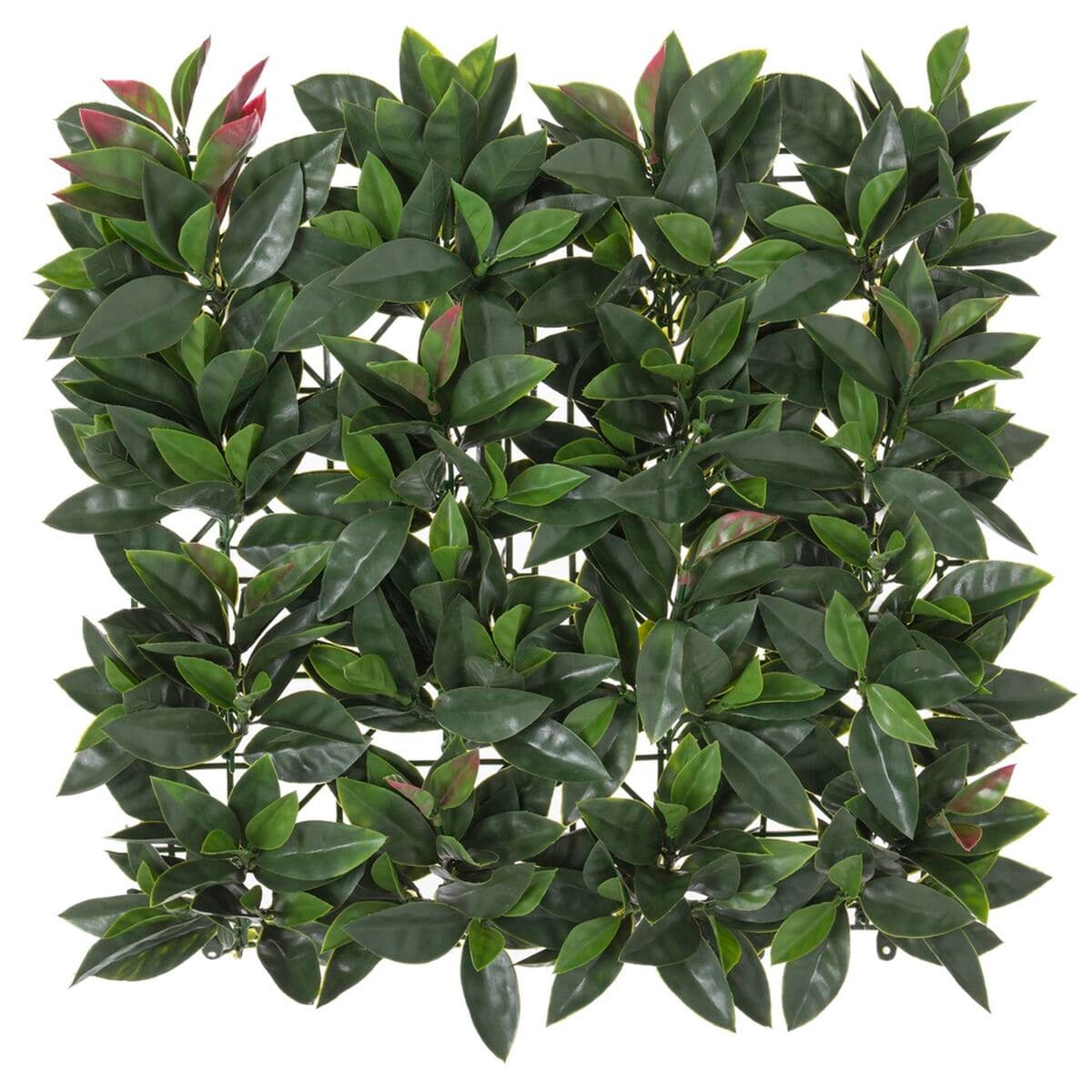 Zaun Laurel 50 x 50 x 2 cm